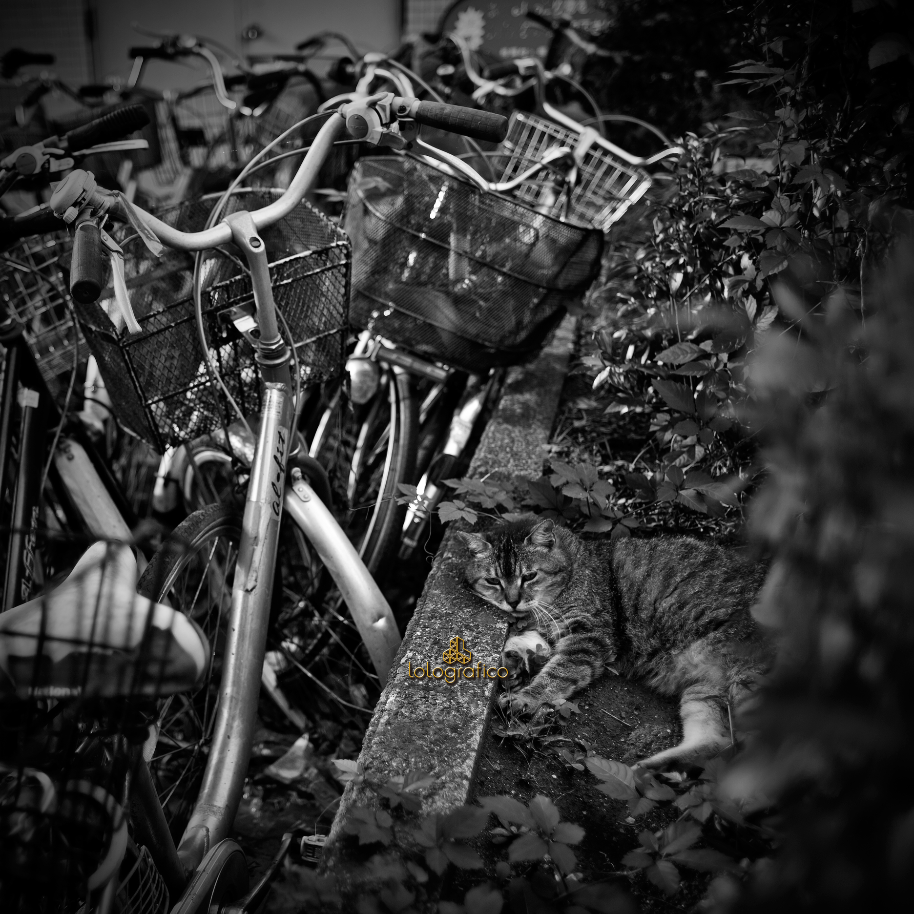 猫と自転車／niderunyattsu