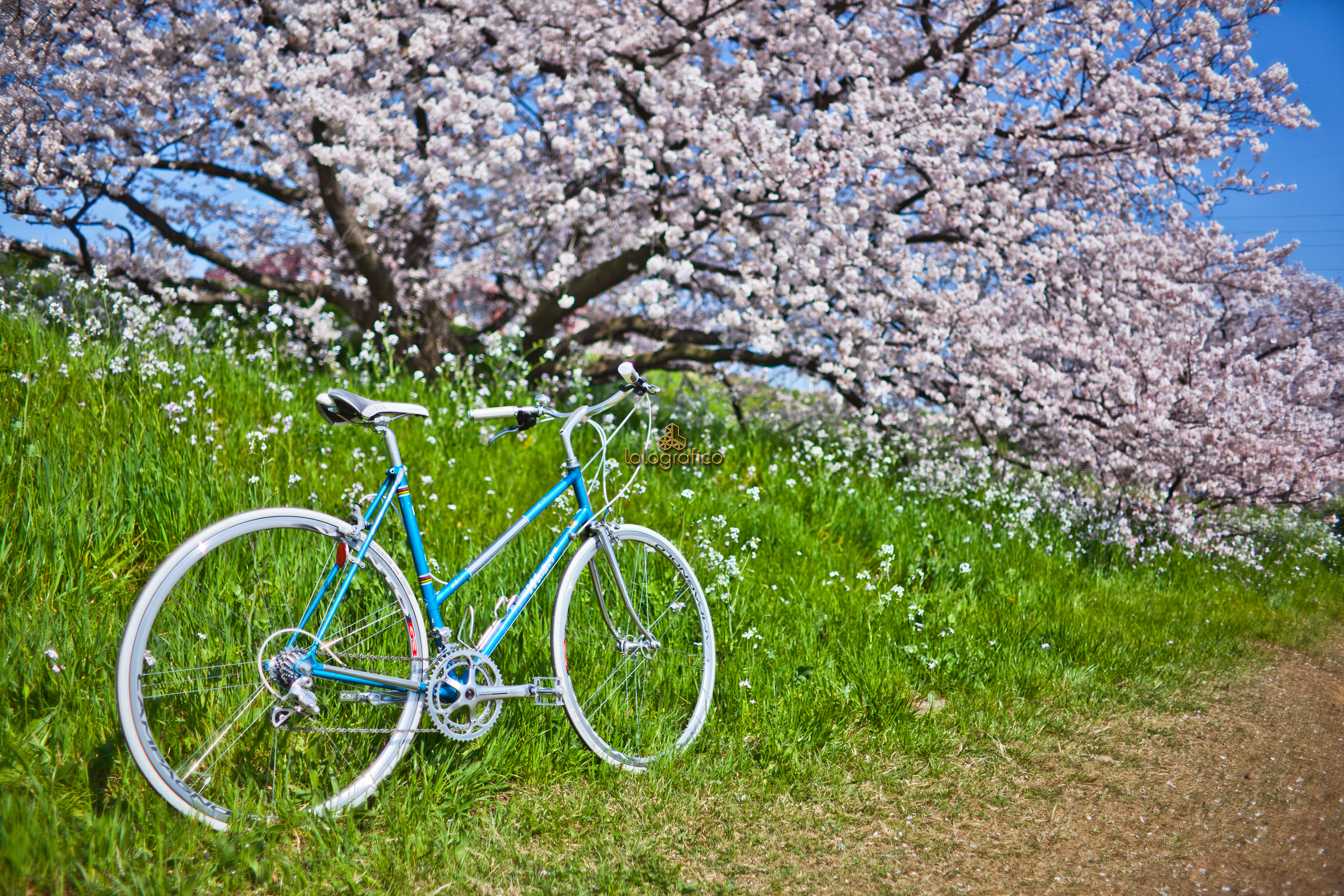 cherry blossoms and bicycle