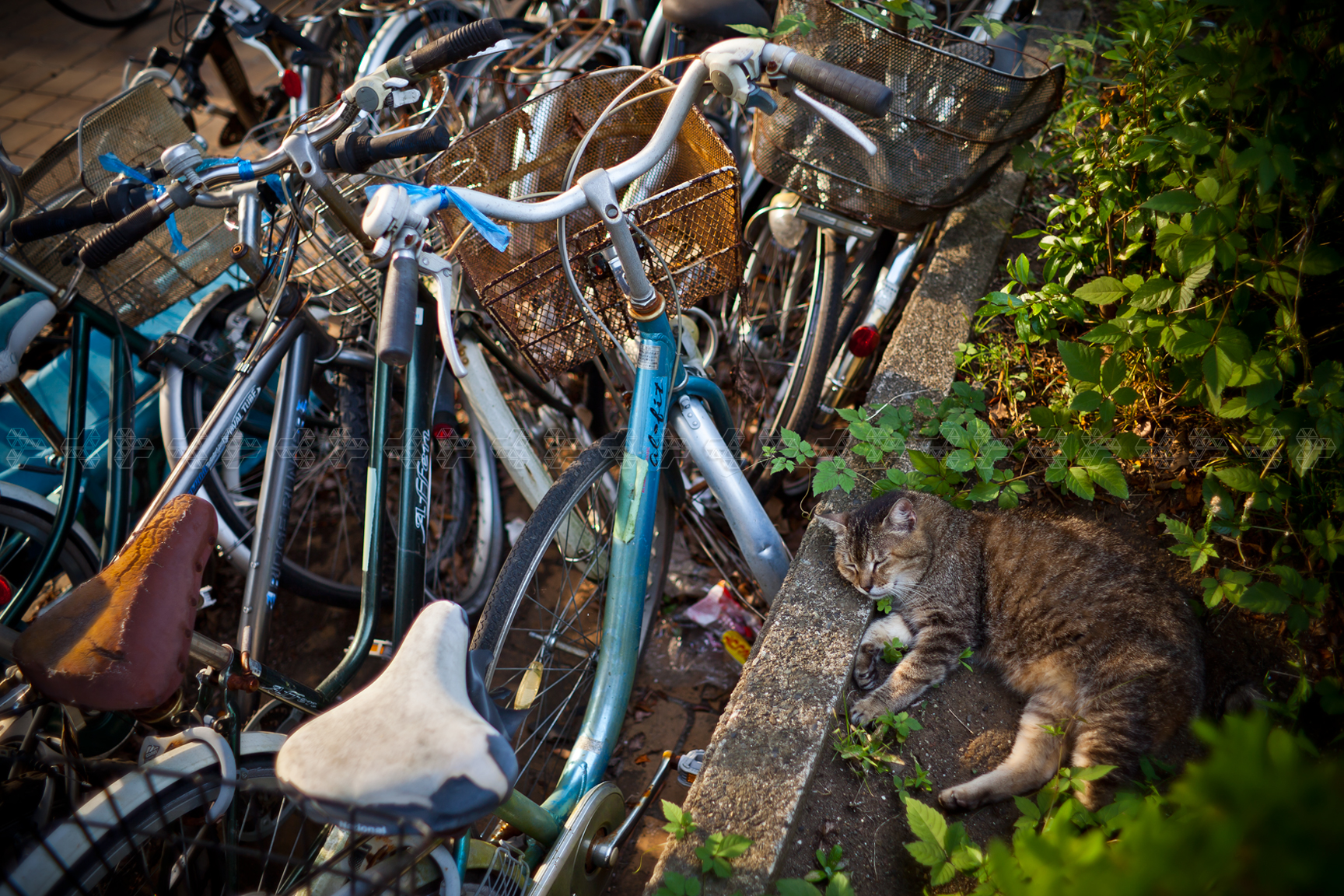 猫と自転車